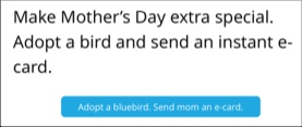 Screenshot of an Email Appeal asking the reader to make mother's day extra special. Adopt a bird and send an instant e-card