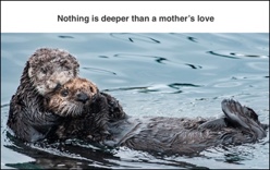 Screenshot of an appeal with the Image of a Mama Otter holding her baby on her stomach