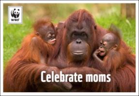 Screenshot of a Picture of a Mama Orangutan holding her two babies and it says "Celebrate Moms"